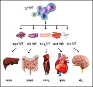 मूलपेशी उपचार पद्धती (Stem cell treatment)