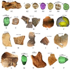 Read more about the article जुलूएन मानव (Homo juluensis)