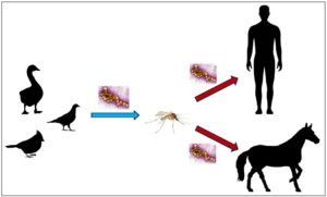 Read more about the article वेस्ट नाईल विषाणू (West Nile Virus)