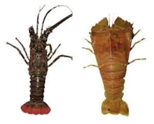शेवंड (Lobster)
