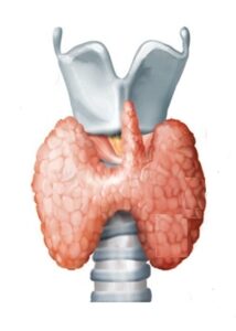 अंत:स्रावी अवटु ग्रंथी (Endocrine thyroid gland)
