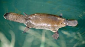 प्लॅटिपस (Platypus)