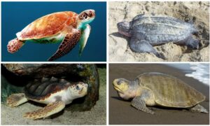 समुद्री कच्छप/जलकच्छप (Turtles, especially marine turtles)
