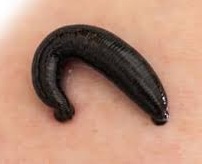 जळू  (Leech)