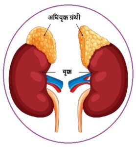 अधिवृक्क ग्रंथी  (Adrenal gland/ Suprarenal gland)