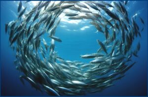 समूहन, माशांचे (Shoaling and schooling in Fishes)