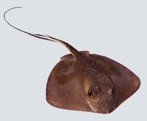पाकट (Stingray fish)
