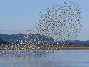 समूहन, पक्ष्यांचे (Flocking in birds)