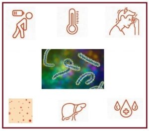 Read more about the article मारबर्ग विषाणूजन्य आजार (Marburg Virus disease)